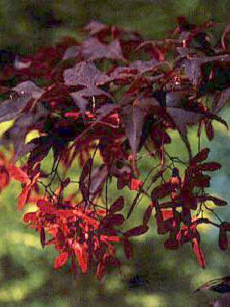 Acer palmatum bloodgood